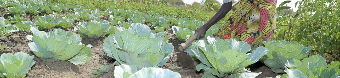 Women in Buliisa find a fortune in horticulture