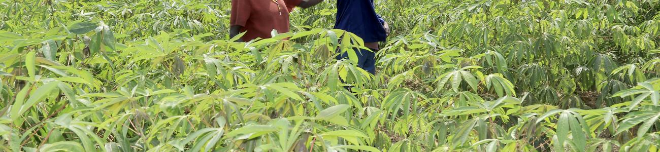 Bunyoro identify cassava as one of the commodities